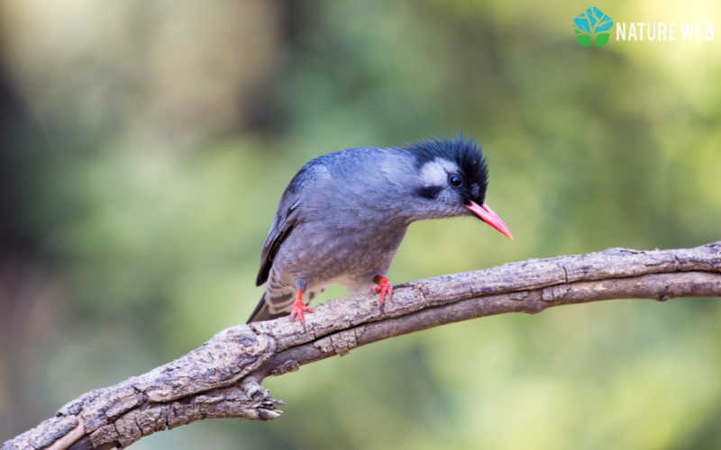 Black Bulbul